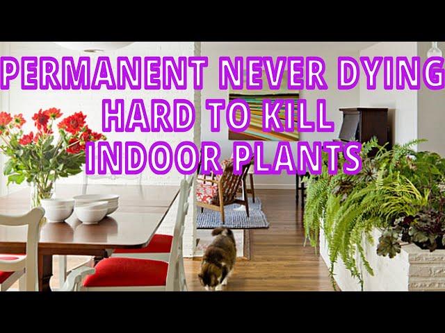 Permanent Never dying Hardy Indoor plants | Easiest house plants for New & Lazy Gardeners