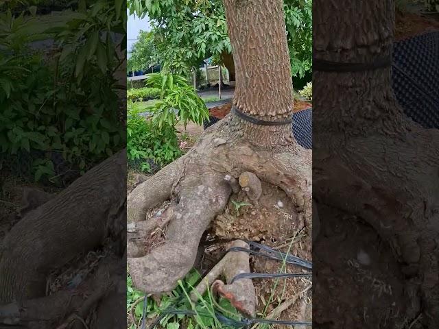 me chua hàng già #bonsai #cay cảnh