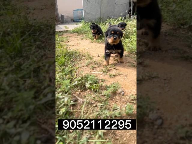Rottweiler  puppy’s  available #shorts #rottweiler