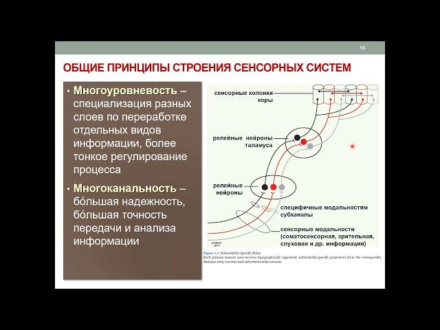 Общая физиология сенсорных систем