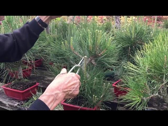 How to Prune a Pine