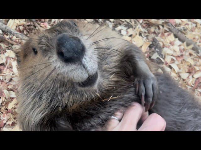 Beaver belly rubs