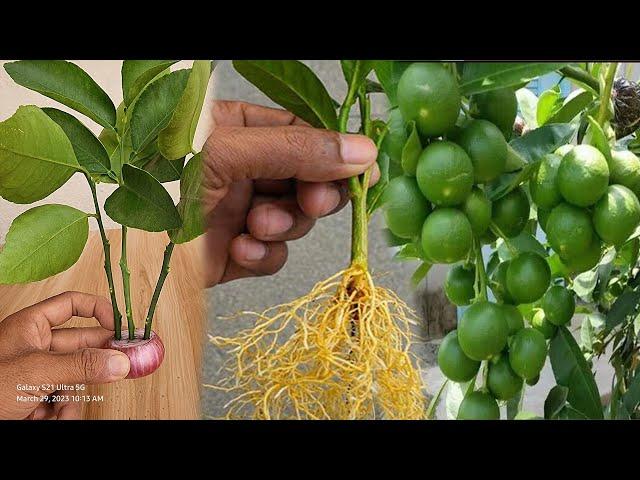 No Seed Lemon Propagation by Removing Oxygen