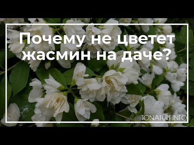 Почему не цветет жасмин на даче? | toNature.Info