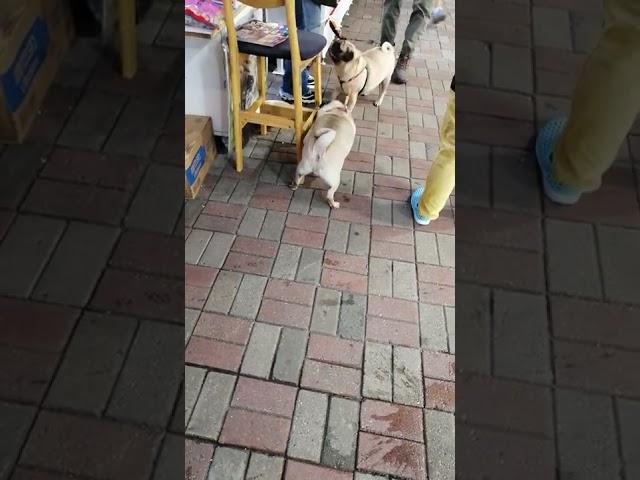 good boy