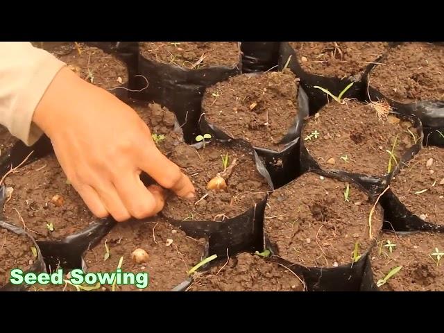 Cacao Grafting Operational Techniques