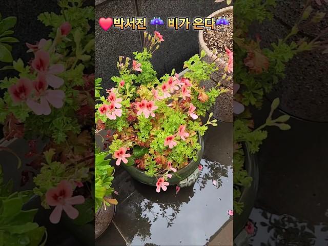 ️박서진️ 비가온다️️️