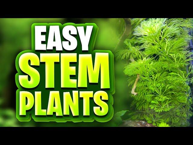 9 Easy Stem Plants For Beginners! (Perfect For Planted Tank Setups)