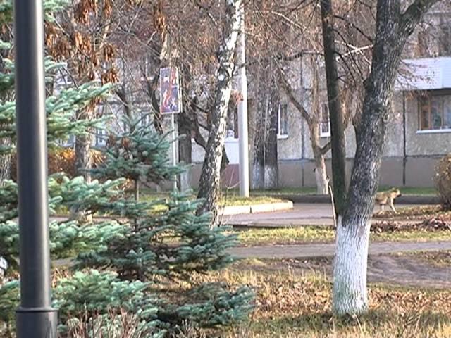 Уничтожать или стерилизовать