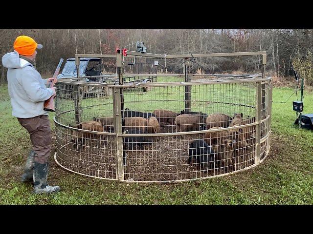 Trapped 16 wild hogs to save the turkeys.