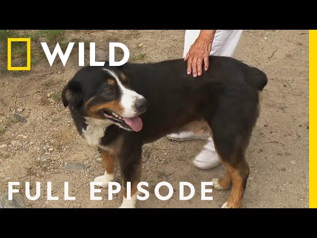 The Fourth of Pol-Ly! (Full Episode) | The Incredible Dr. Pol