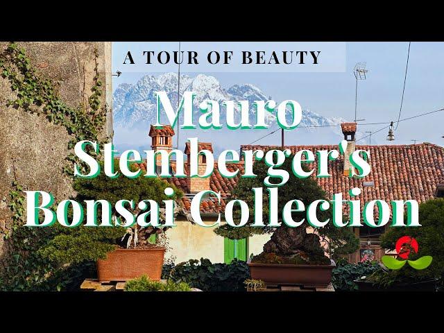 Exploring Mauro Stemberger's Bonsai Collection: A Tour of Beauty