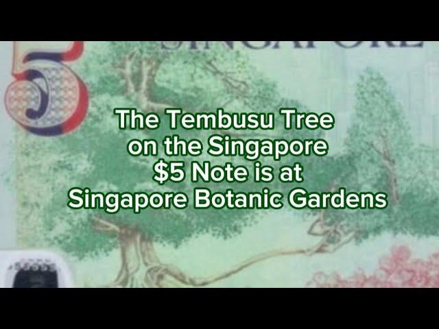 The Tembusu Tree on the Singapore $5 note is at Singapore Botanic Gardens