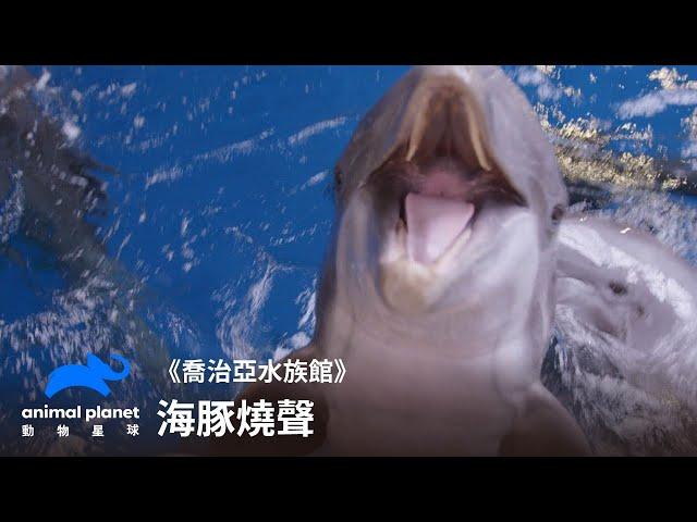 海豚也會燒聲？虧看海豚訓練師日常｜喬治亞水族館｜動物星球頻道