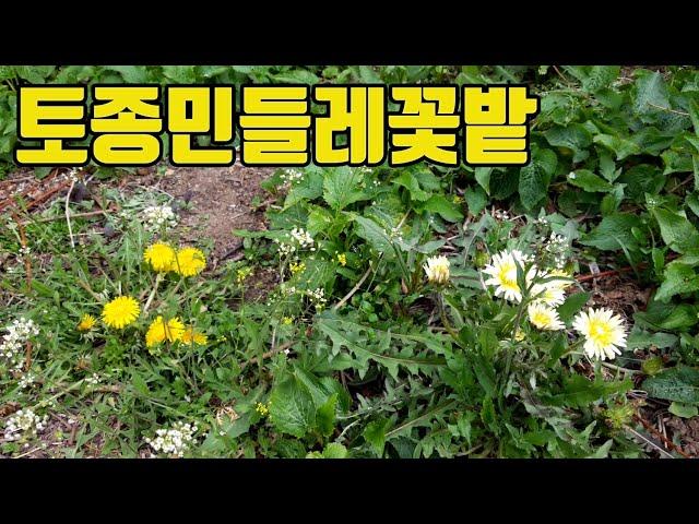 한국의 약용식물(토종민들레)-토종민들레 꽃밭감상-텃밭친구