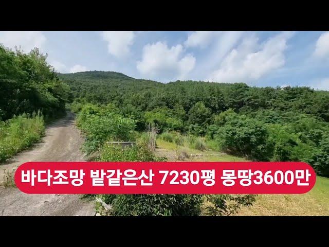 바다조망 7230평 밭같은산 너무급해      몽땅3600만 반값급매 가격절충 가능