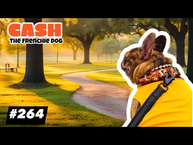 French Bulldog daily walking CASH ARCHIVALDO #264