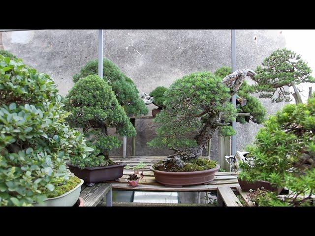 Mauro Stemberger's Bonsai garden