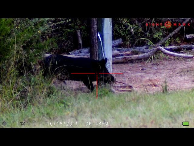 Cliff Snipes big boar at boxstand feeder