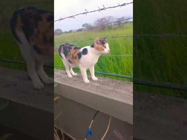 My life line kitty️️