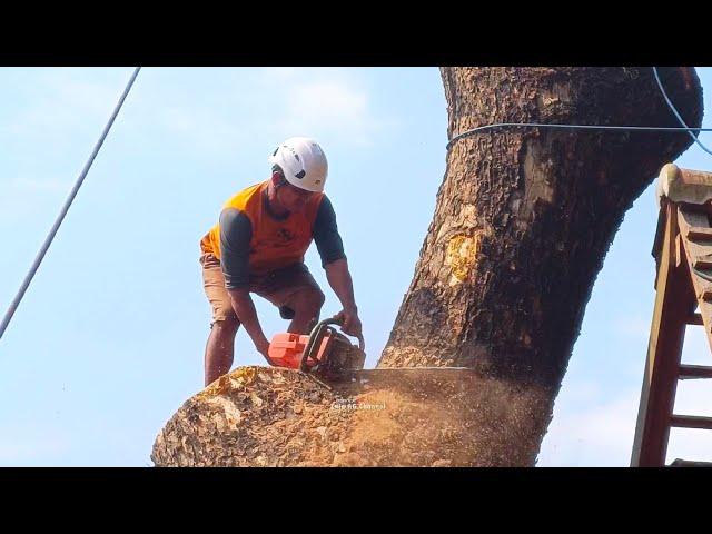 Fails..‼️cut The biggest Rain Tree full of risks