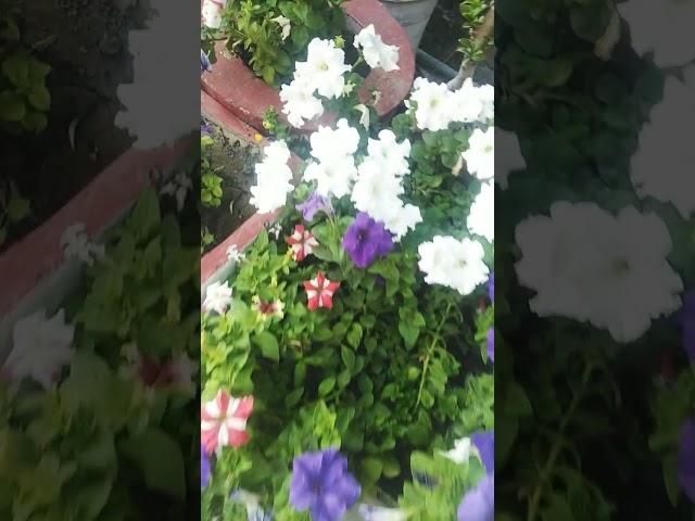 Overview of my garden# colour full flowers plant