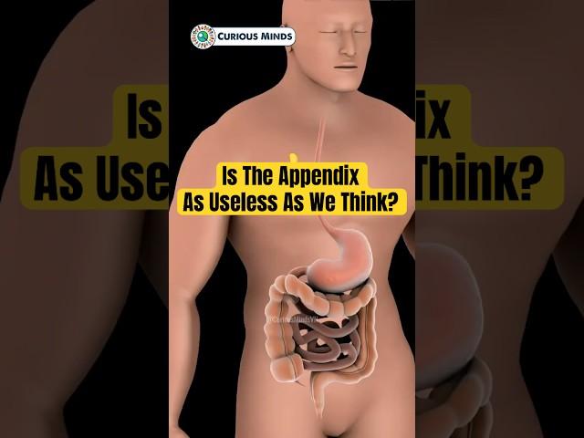 Uncovering the Mystery of the Appendix! #curiousmindsvn #curiousminds #didyouknow #science #appendix