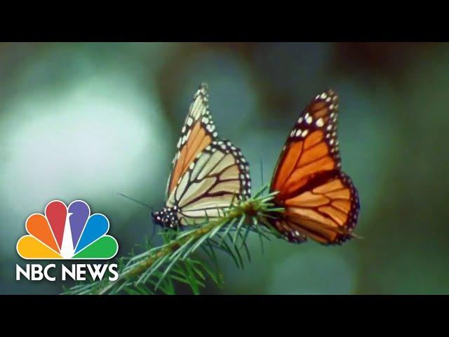 New efforts underway to protect dwindling monarch butterfly population