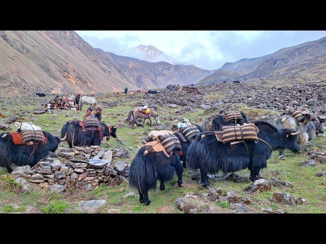 Himalayan Village Life | The Yak Farm | Dolpa | Nepal | Real Nepali Life |