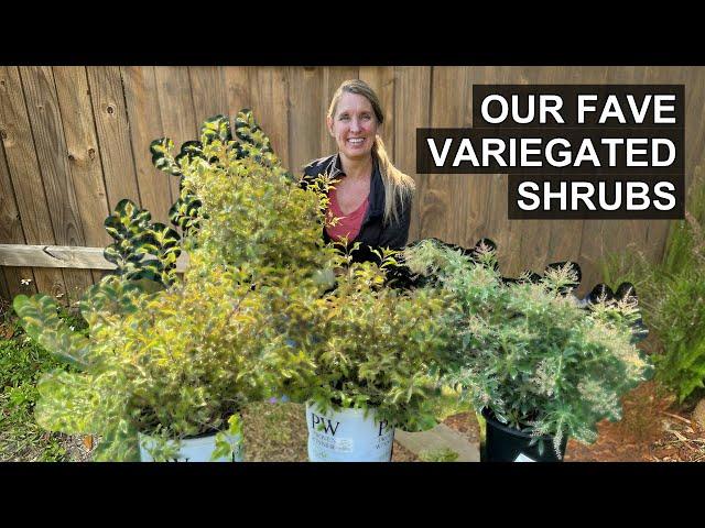 Six Best Variegated Shrubs