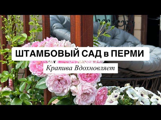 ШТАМБОВЫЙ САД в ПЕРМИ | рубрика «Крапива Вдохновляет» 