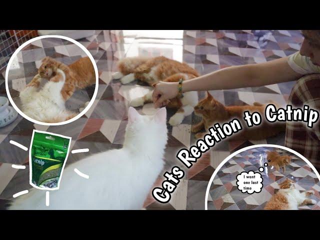 Cats Reaction to Catnip