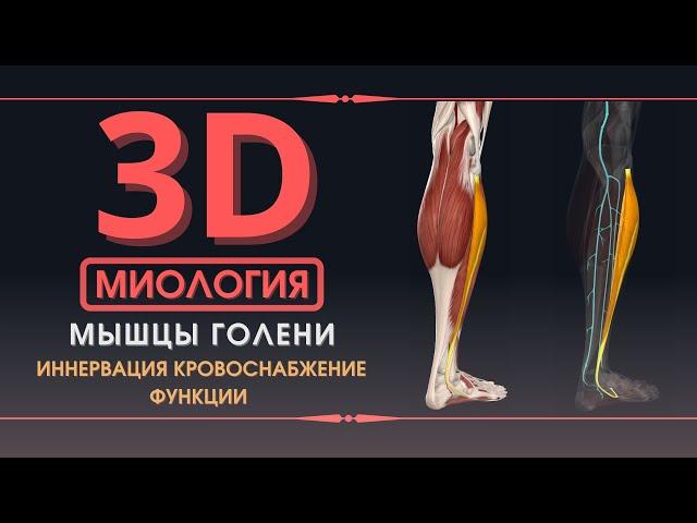 Мышцы Нижней Конечности - 3D Анатомия Мышц Голени