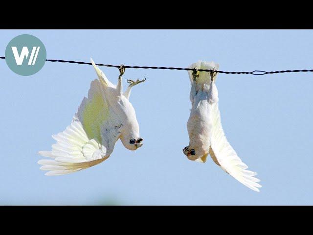 Das lustige Treiben der Corellas | Tiere vor der Kamera (1995) | Folge 30/54