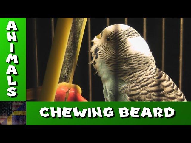 TDG Animals - Wilgot The Budgie - Chewing Beard