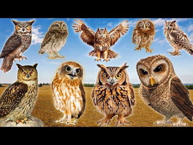 The Best Owl Sounds  | Different Types of Owls and Their Sounds (15 types of owls)