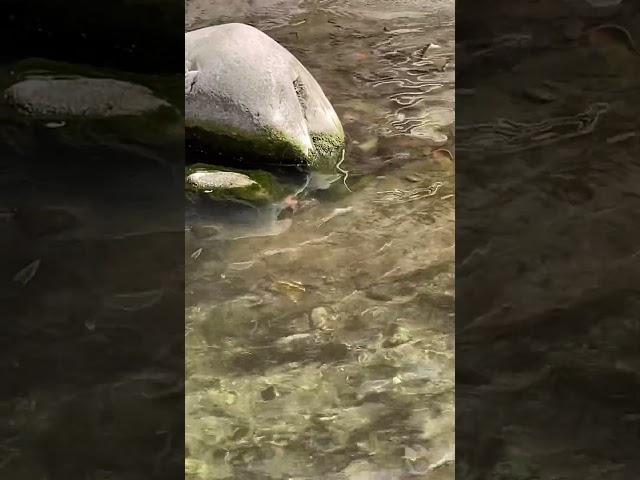 Snake in River Dehradun Tapkeshwar Mahadev