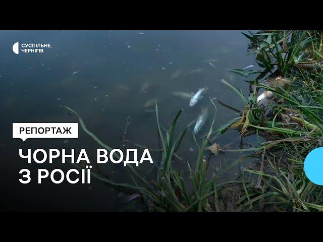 Чорна вода, ймовірно, прибула з Росії: що розповідають місцеві про сморід і мертву рибу у річці Сейм