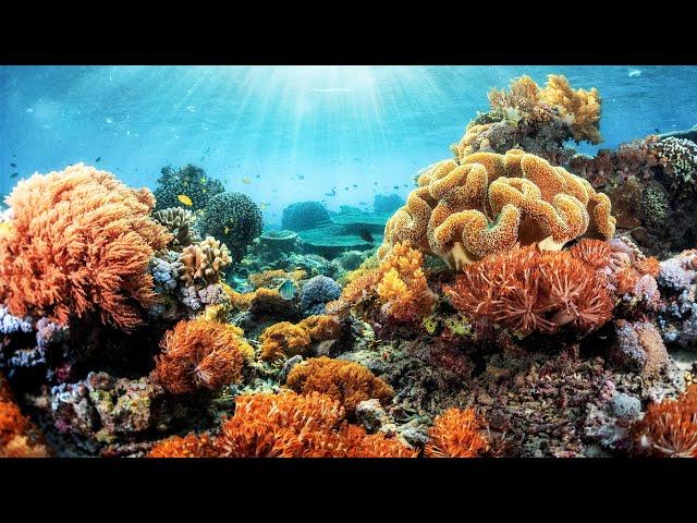 Indonesia's Extraordinarily Unique Coral Reefs | Equator