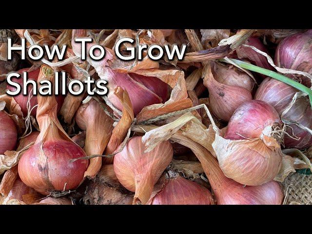 How to Grow Shallots - Planting To Harvest