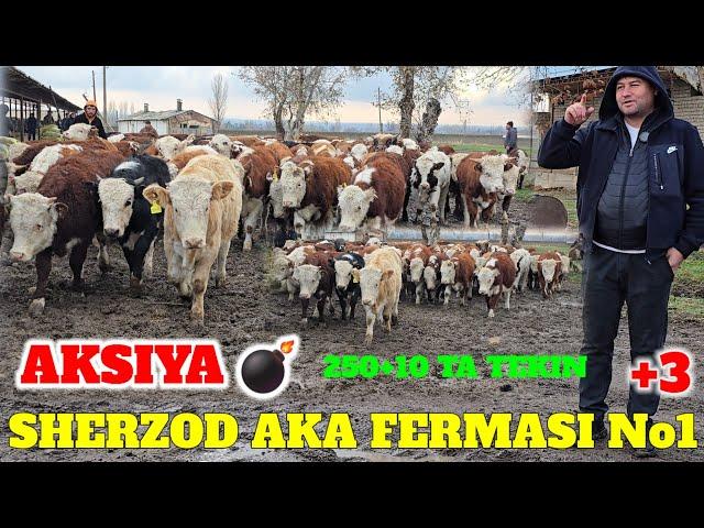 SHERZOD AKA FERMASI KOTTA PARTIYA AVLIKOL ANGUS GREFORD BUQALAR KELDI.