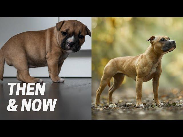 Staffordshire Bull Terrier Puppies: One Year Later