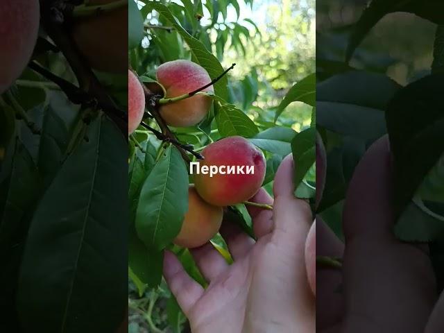 Персики просто чудо