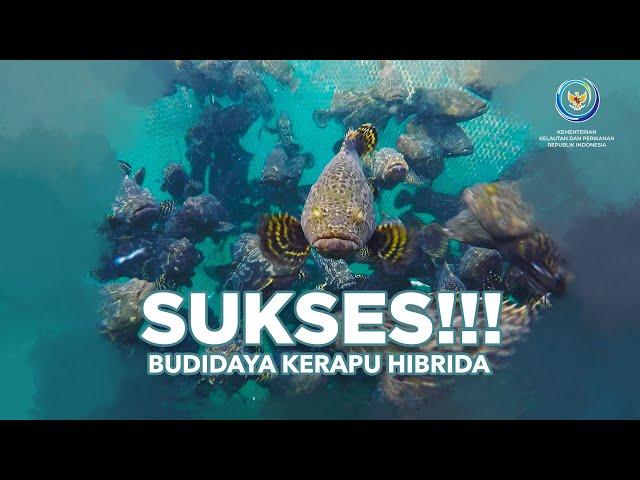 Sukses Budidaya Kerapu Hibrida