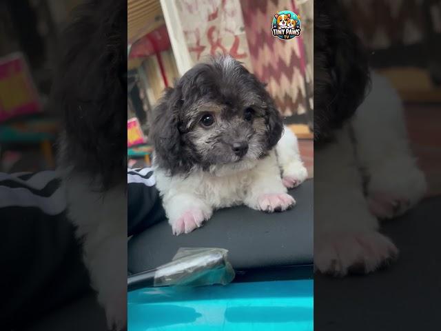  Cutest and Most Adorable Puppy Compilation 