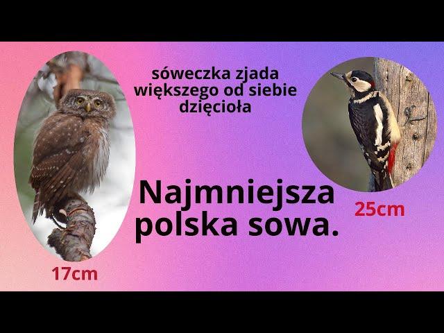 Sóweczka, niezwykła, mała sowa!