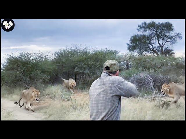 Amazing Video : How Do South African Hunters Deal With Thousands Of Lions With Rifles