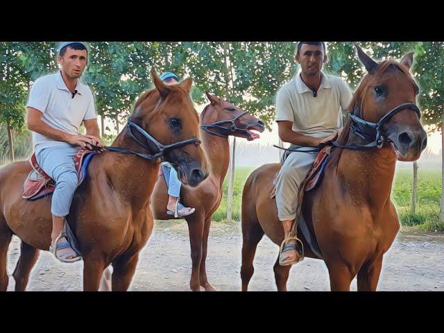 ЖЕЙРОН ЛАКАБЛИ ОТ СОТИЛАДИ.. ABDUMANNOBDA ULOQCHI OT JEYRON..продаю лошады.