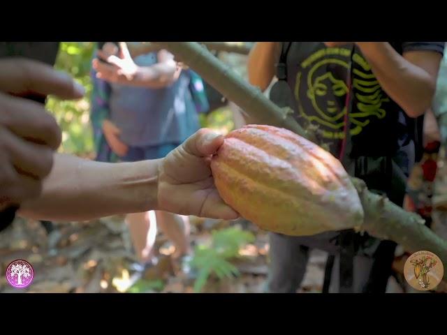 Ceremonial Cacao - Sacred Chocolate (Keiths Cacao)