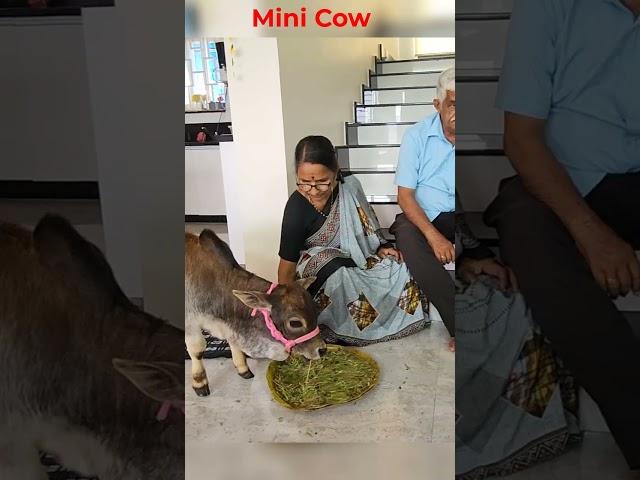 mini cow eating Food #miniature Punganuru Cow's #nadipathy Goshala #Srikrishna little cow